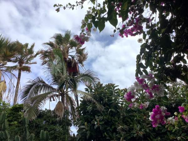 Loro Parque Teneriffa Juli 2024 Loro Parque Teneriffa Juli 2024