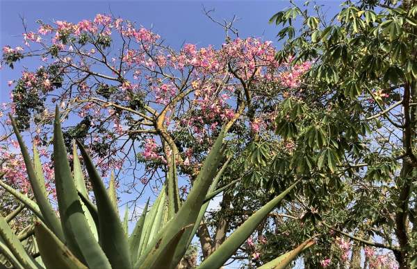 Botanicactus bei Santany / Mallorca im Oktober 2022