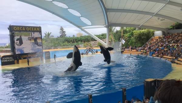Loro Parque Teneriffa Juli 2024 Loro Parque Teneriffa Juli 2024