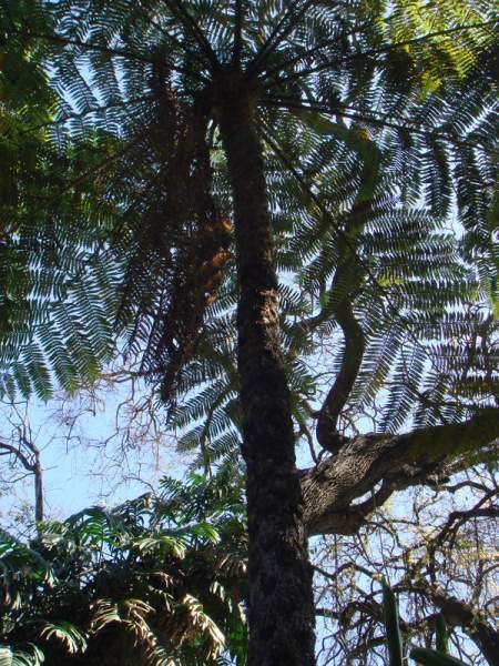 Parks in Funchal / Madeira - Jardim Municipal (Stadtpark)