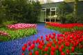 Blumenpracht Keukenhof, April 2017.