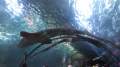 Auf dem Tunnel im Aquarium ruht sich ein Hai gerade aus.