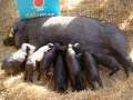 Schwarze Schweinemama mit vielen hungrigen Kindern, preisgekrönte Tiere von Sr. Tomeu Torres