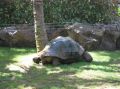 Riesenschildkrte im Loro Park