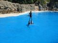 Delfin Show im Loro Park