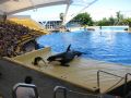 Orca Ocean Show