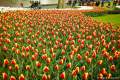 Blumenpracht Keukenhof, April 2017.