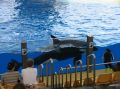 Orca Show ( Wale )  im Loro Park