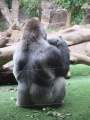 dann kommt das große Gorillagehege, ist das der Schorsch....er will nix mit den Besuchern zu tun haben