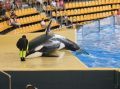 Orca Show ( Wale )  im Loro Park