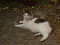 Mai 2014 - Das ist Maxi eine der beiden Hauskatzen, lässt sich gerne streicheln, aber bettelt nicht am Tisch.