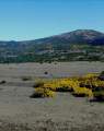 Viel Sand und gelber Stechginster in Paul da Serra.