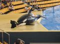 Orca Show ( Wale )  im Loro Park