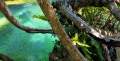 Kristallklares Wasser  in der Cenote.