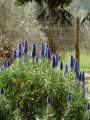 Echium candicans, Mini Tajinasten