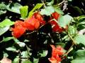 Bougainvilleen in verschiedenen Farben.