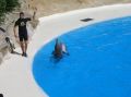 Delfin Show im Loro Park