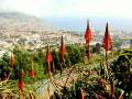 Blick auf Funchal.