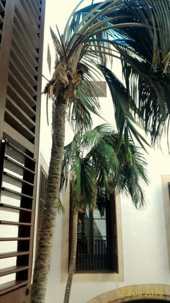 Stadtpalast Can Balaguer in Palma Mai 2019 Stadtpalast Can Balaguer in Palma Mai 2019