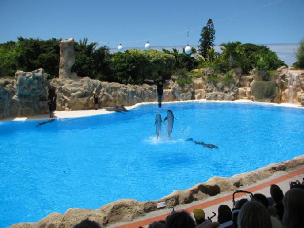 Loro Park, Teneriffa, Delphin Show