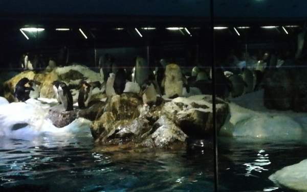 Loro Parque Teneriffa Juli 2024 Loro Parque Teneriffa Juli 2024