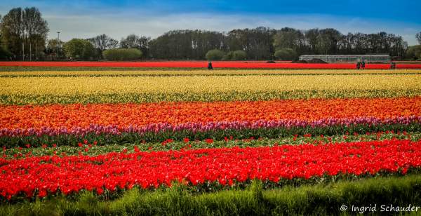 Tulpenfelder in Holland - April 2017