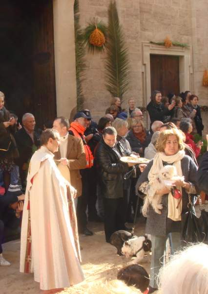 Beneides de Sant Antoni - Tiersegnung in Palma Januar 2014