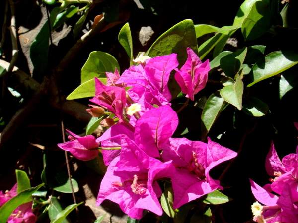 Botanischer Garten Funchal / Madeira