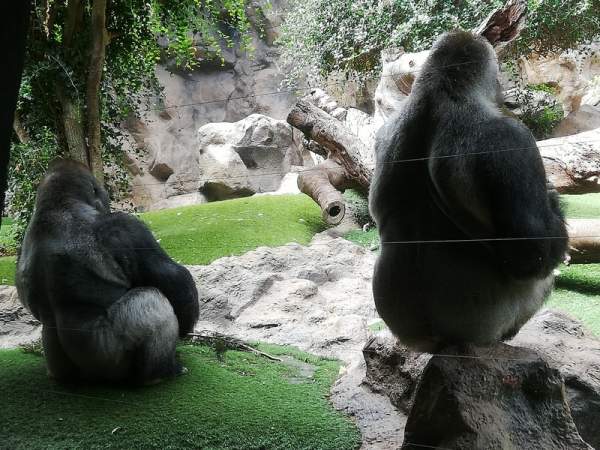 Loro Parque Teneriffa Juli 2024 Loro Parque Teneriffa Juli 2024
