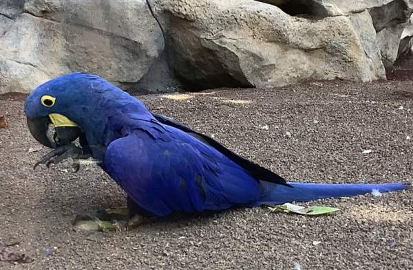 Loro Parque Teneriffa Juli 2024 Loro Parque Teneriffa Juli 2024