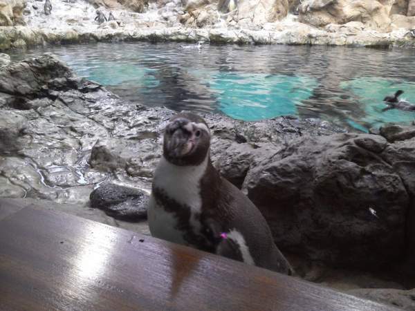 Loro Parque Teneriffa im Mai 2015