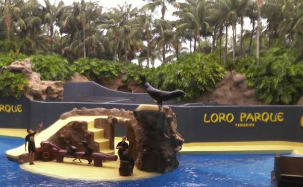 Loro Parque Teneriffa im Mai 2015 Loro Parque Teneriffa im Mai 2015