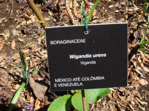 Botanischer Garten Funchal / Madeira Botanischer Garten Funchal / Madeira