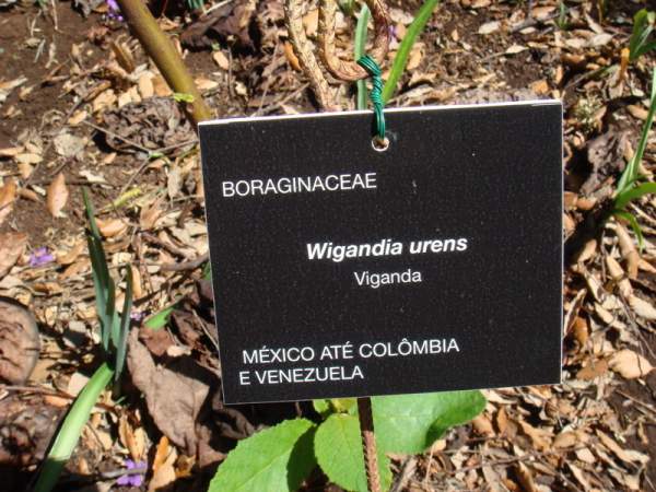 Botanischer Garten Funchal / Madeira