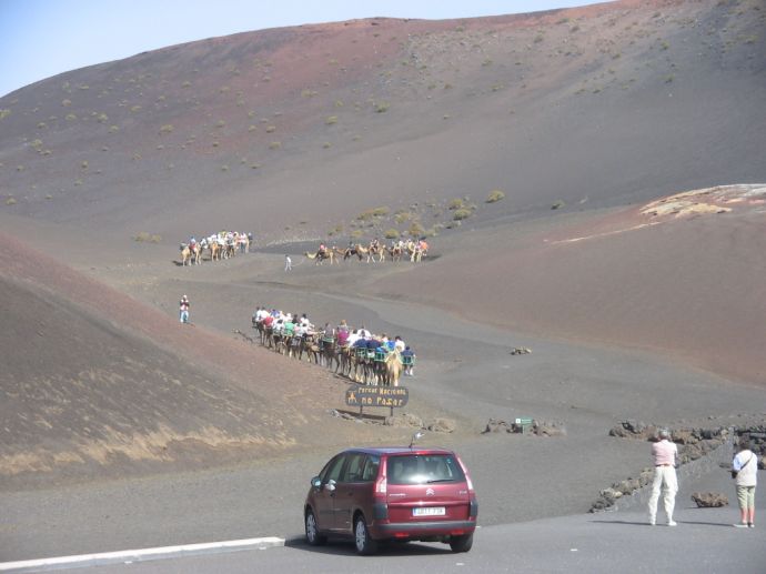 Vulkangebiet auf Lanzarote - Kamelkarawane