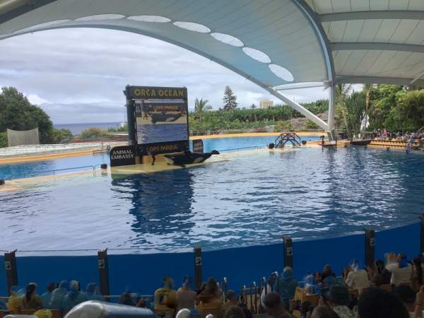 Loro Parque Teneriffa Juli 2024 Loro Parque Teneriffa Juli 2024