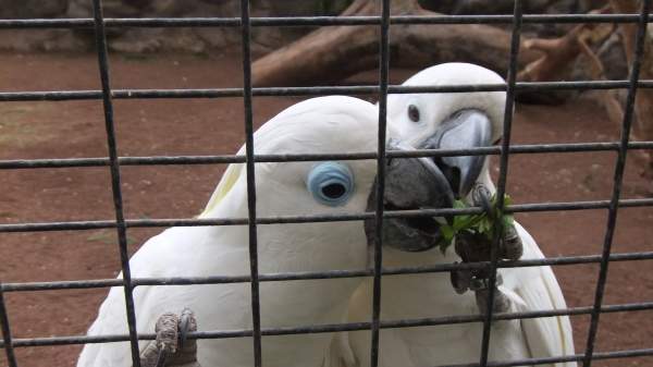 Loro Parque Puerto de la Cruz Tenerife