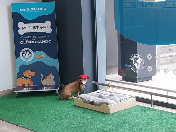 Teneriffa - Ansichten 08 / 2025, Hundeunterkunft
