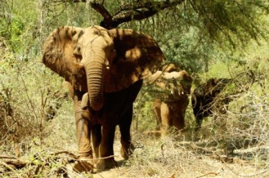 elefant elefant