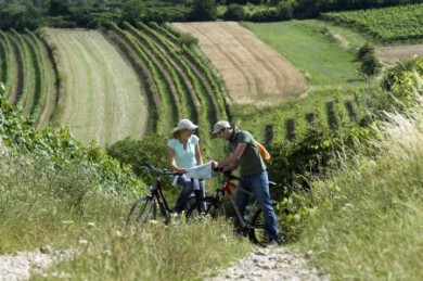 Im österreichischen Weinviertel gedeiht und schmeckt der grüne Veltliner hervorragend. (Foto: djd/Weinviertel Tourismus) weinviertel