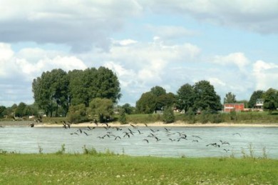 Gänse Safari Gänse Safari