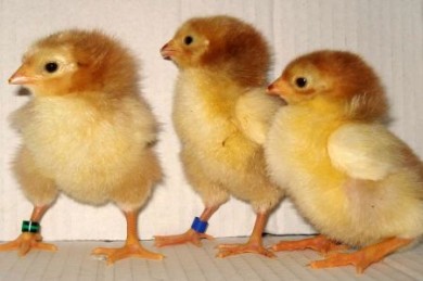 In den Osterferien schlüpfen voraussichtlich täglich Küken vor den Augen der Besucher in der Wolfsburger Experimentierlandschaft.