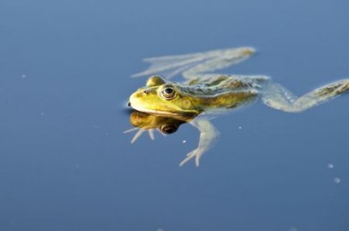 Für Naturliebhaber gibt es kaum schönere Geräusche als das Plätschern des Wassers und das Quaken von Fröschen und Kröten Für Naturliebhaber gibt es kaum schönere Geräusche als das Plätschern des Wassers und das Quaken von Fröschen und Kröten