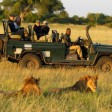 Safari - Löwen