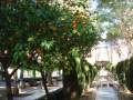 Leckere Apfelsinen hängen an dem Bäumen im S'hort del Rey in Palma