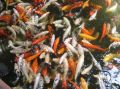 Koi - Becken  ( Koi Fische mit herrlichen Farben )  im Loro Park