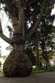 der Stamm eines Kapokbaums oder Wollbaum