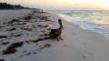 Ein Morgen am Strand  ...mit Pelikan.