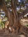 Der dicke Ficus im Garten der Misericordia in Palma wurde 1830 gepflanzt