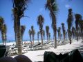Die neuen Palmen am Strand der Riu Hotels in Playa del Carmen